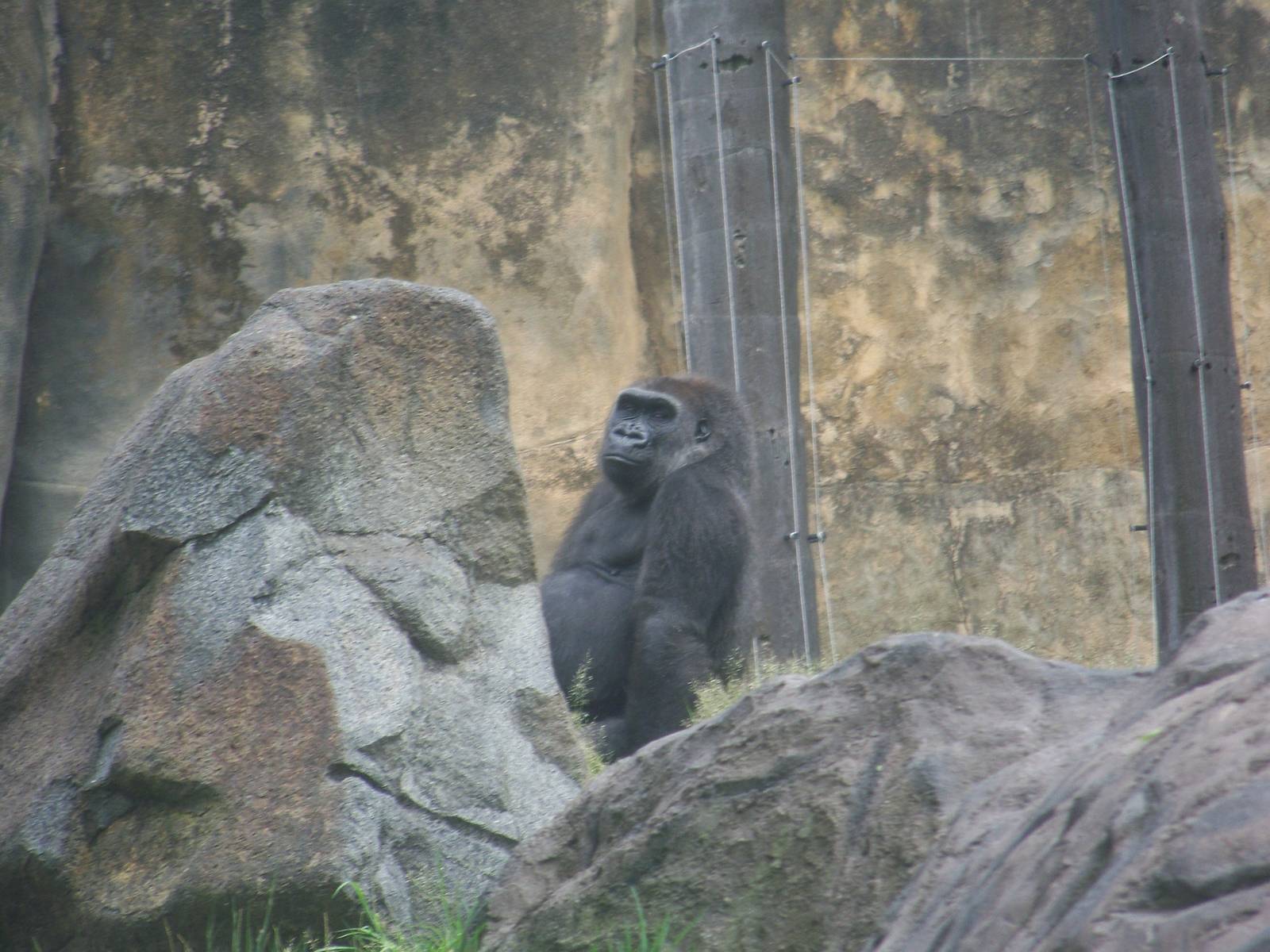 Gorilla