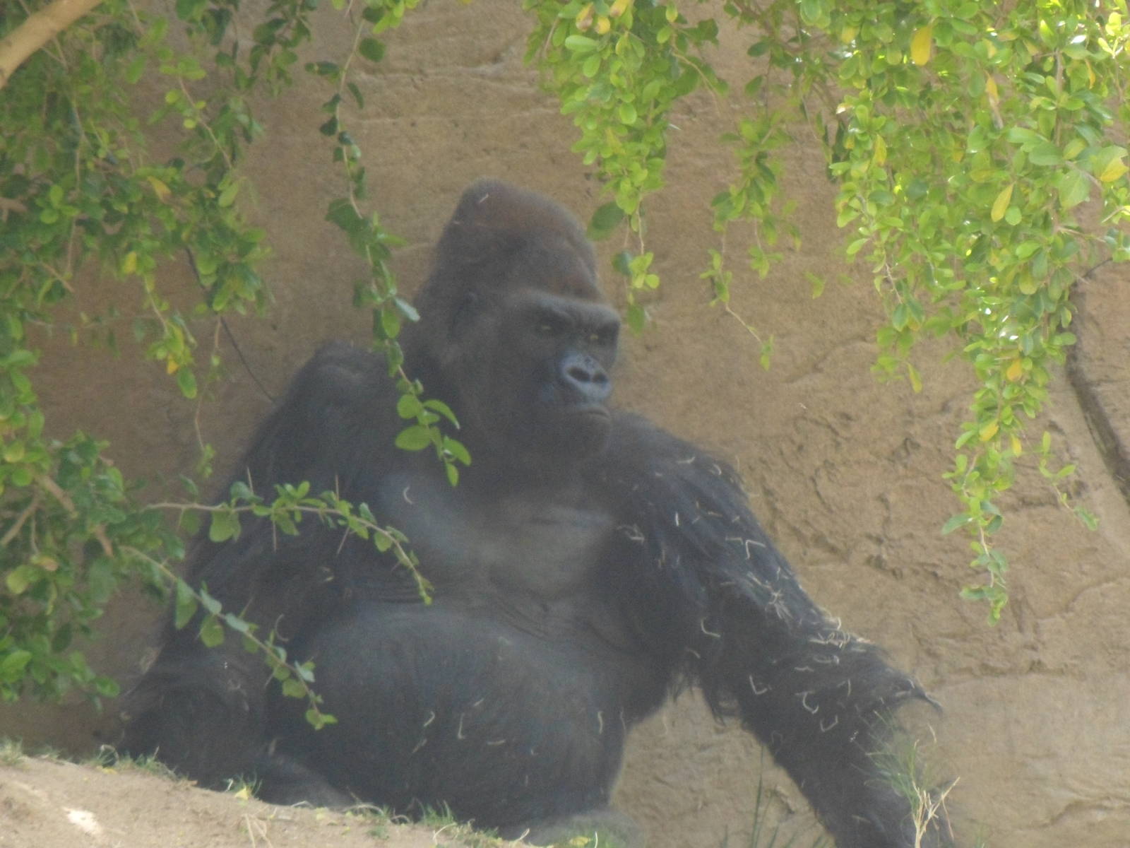 Gorilla