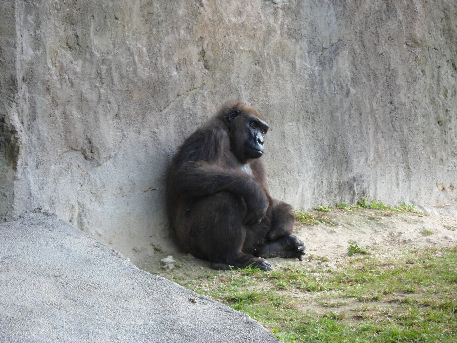 Gorilla
