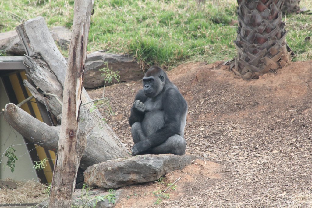 Gorilla