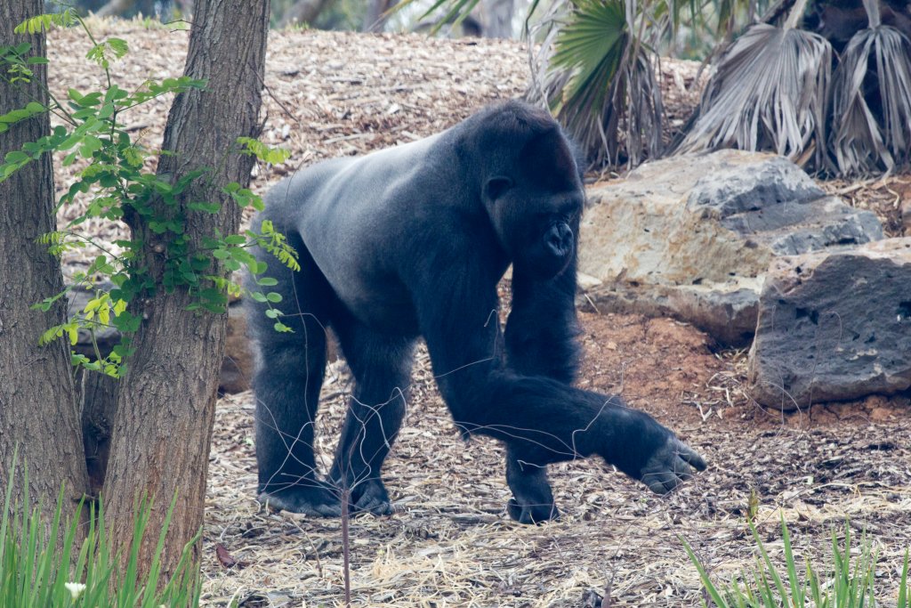 Gorilla