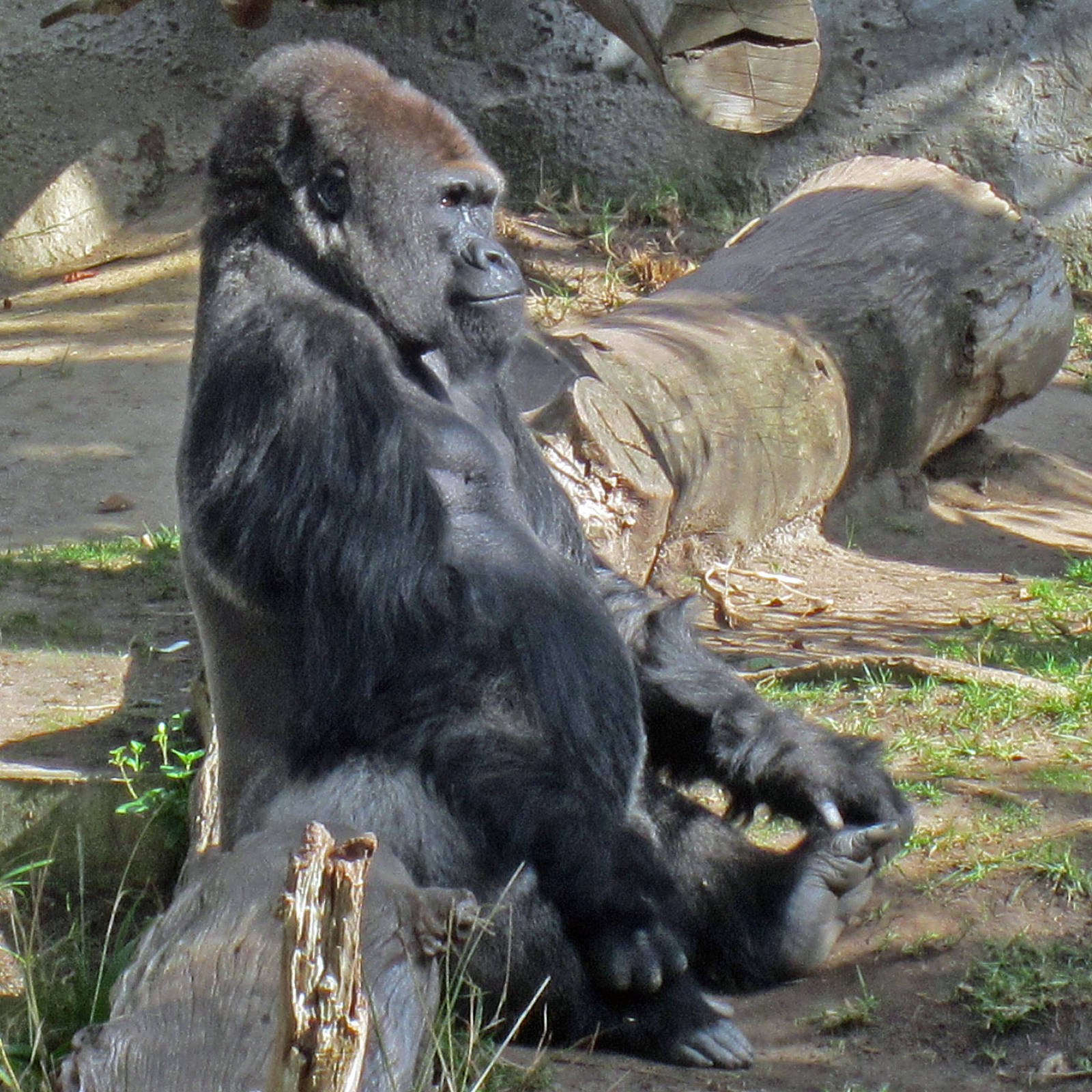 Gorilla