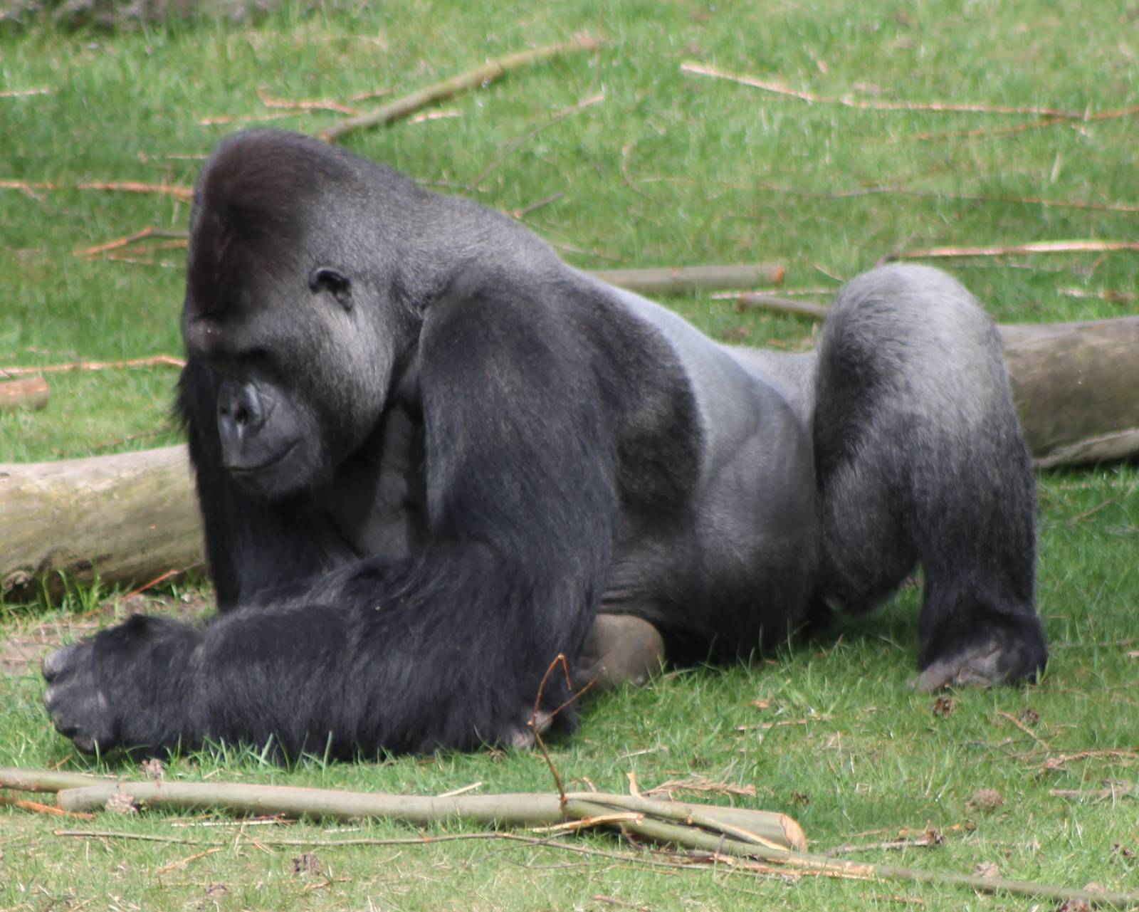 Gorilla