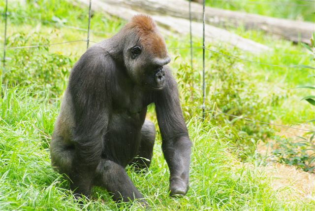 Gorilla