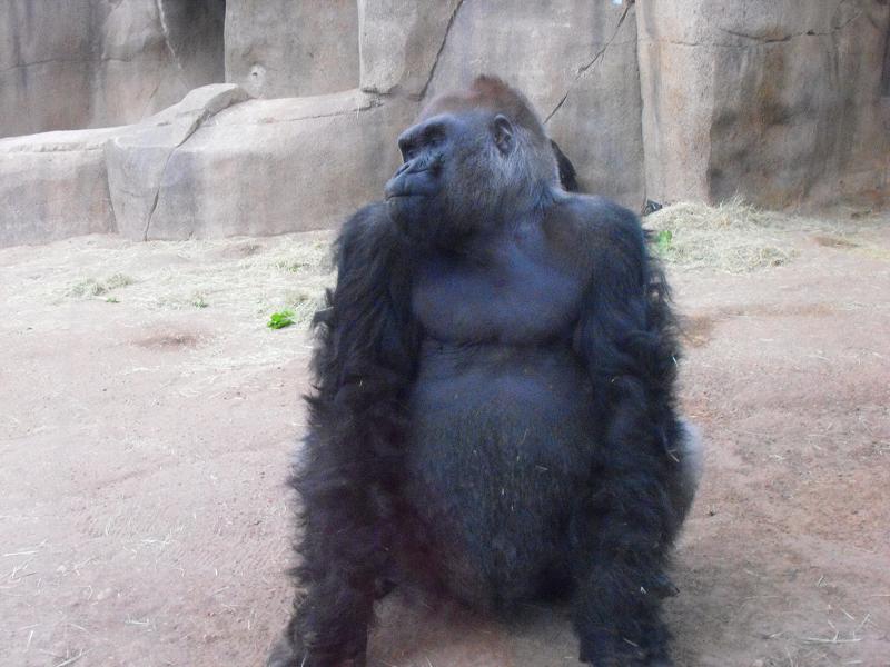 Gorilla