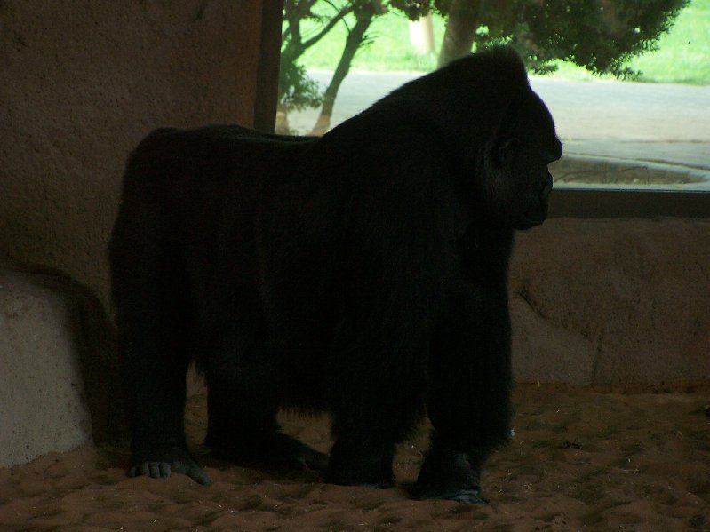 Gorilla