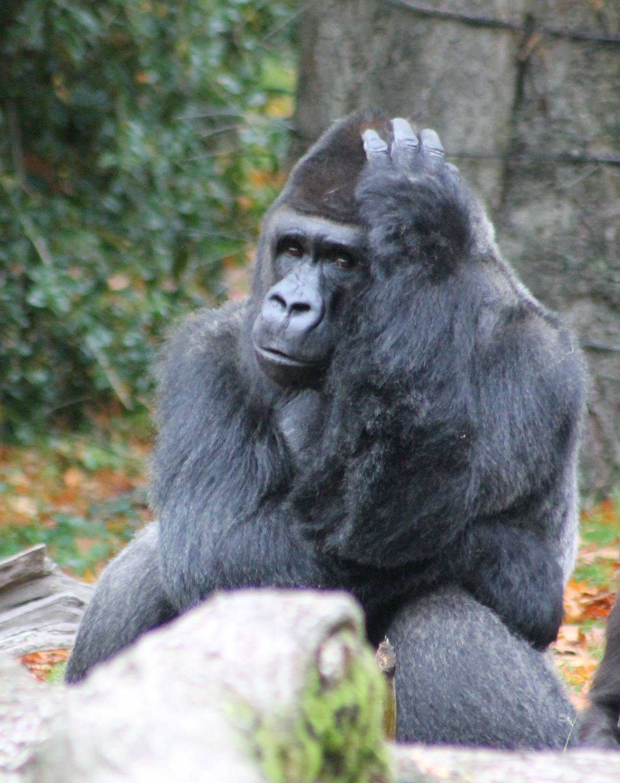 Gorilla