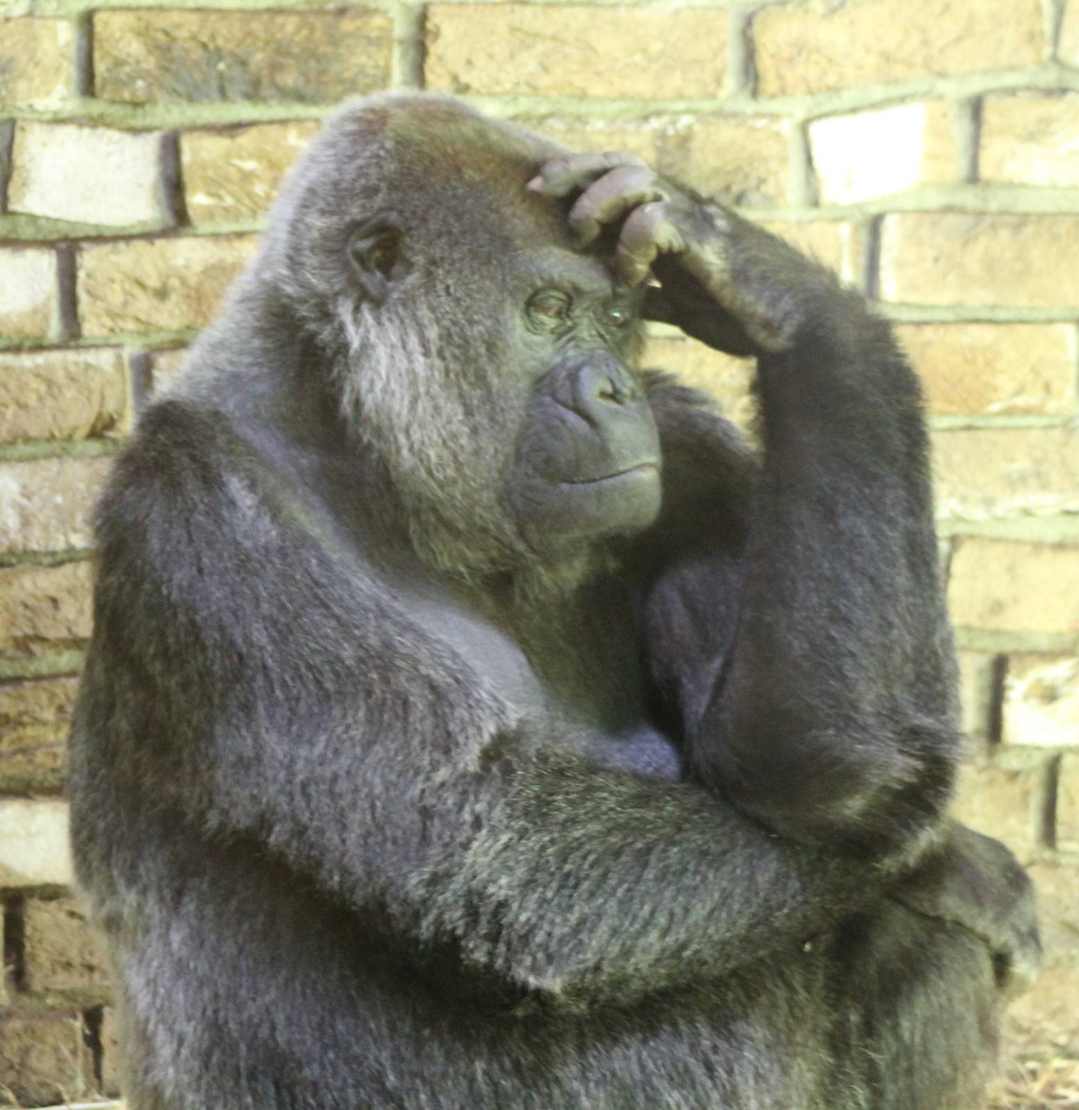 Gorilla