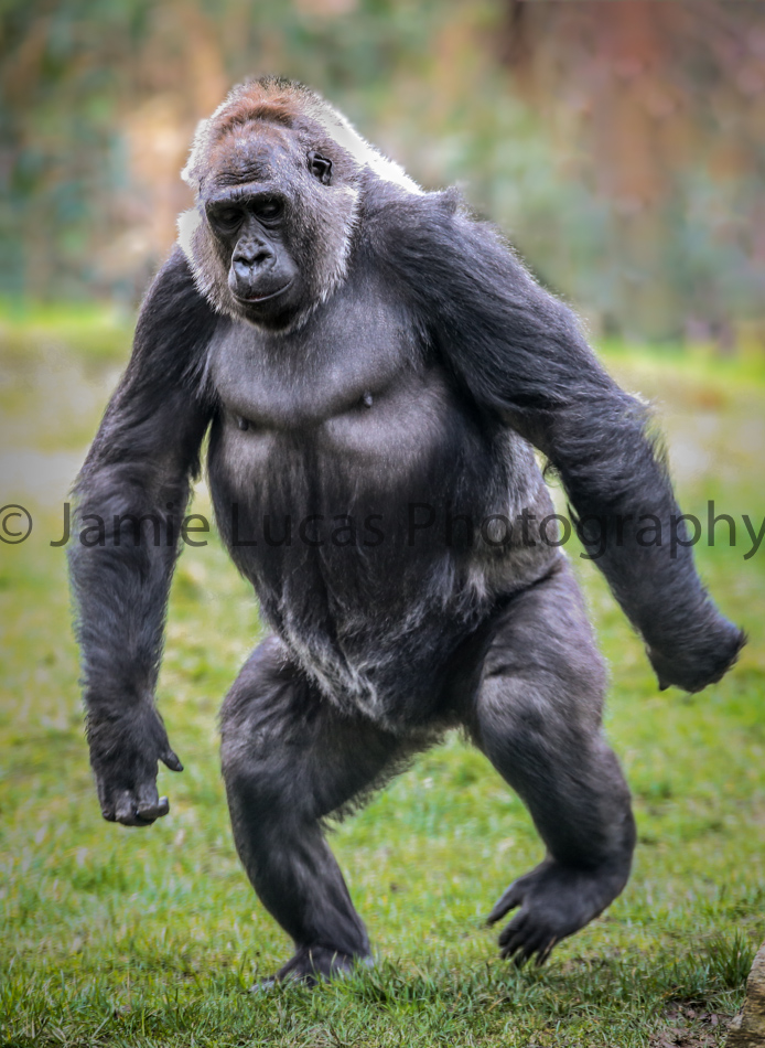 Gorilla