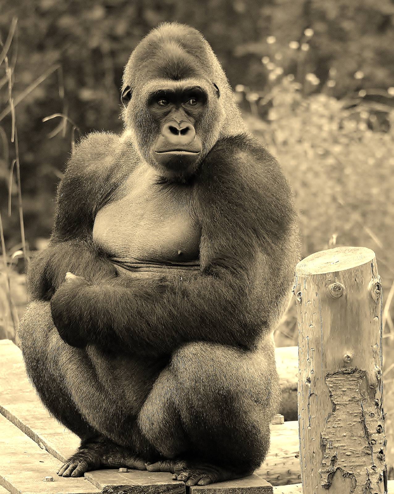 Gorilla