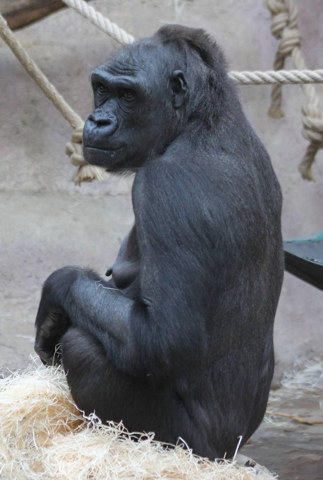 Gorilla