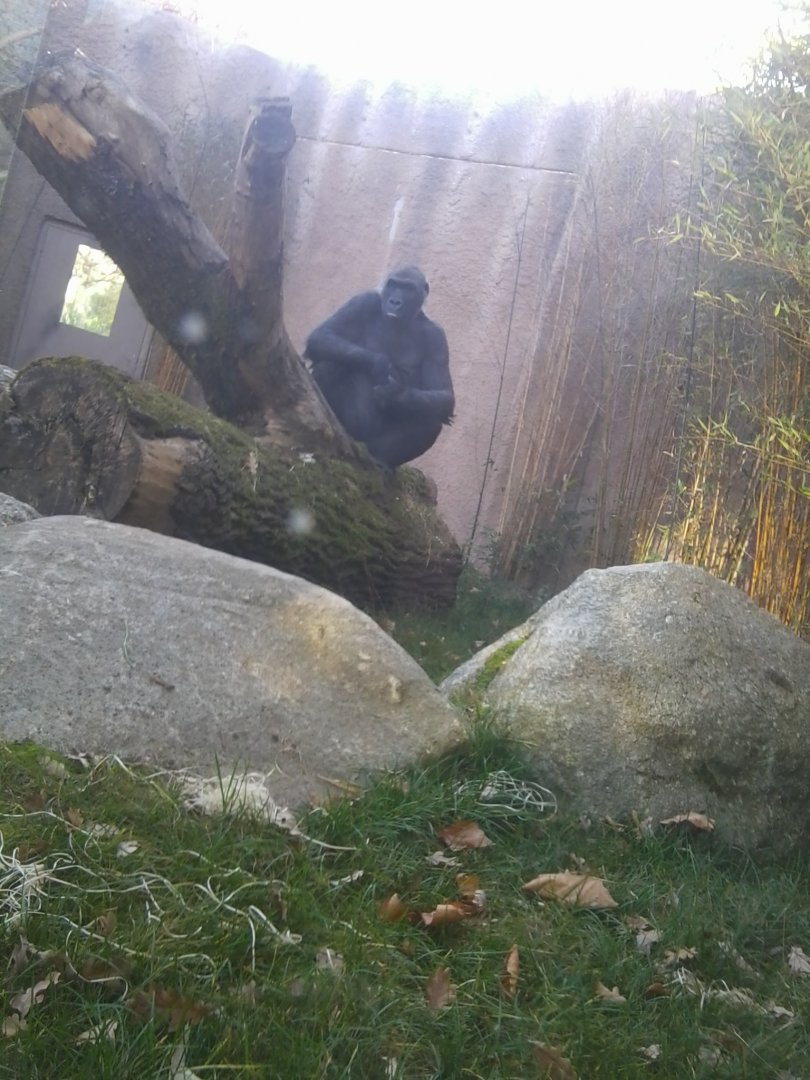 Gorilla