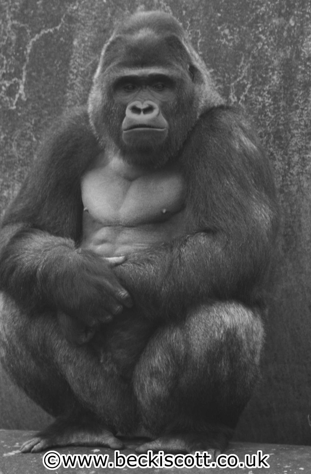 Gorilla