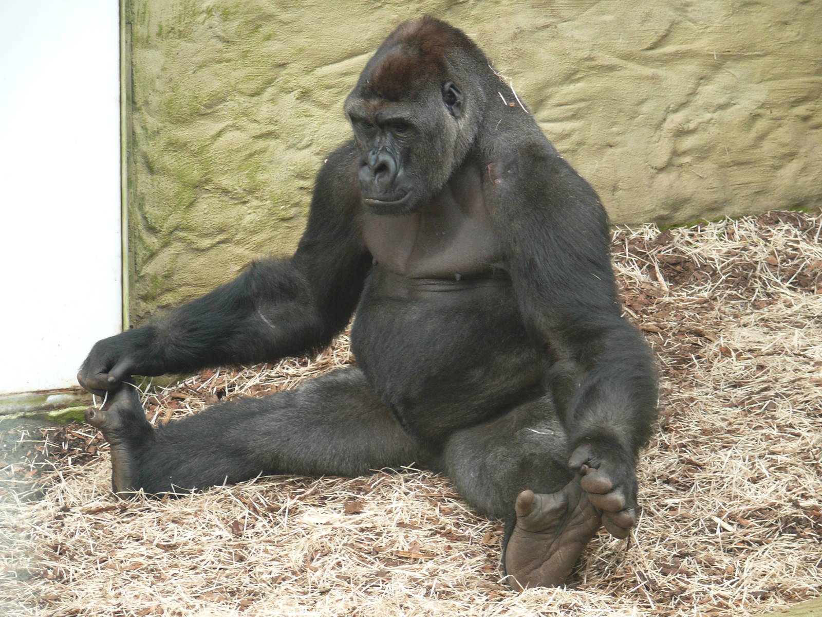 gorilla