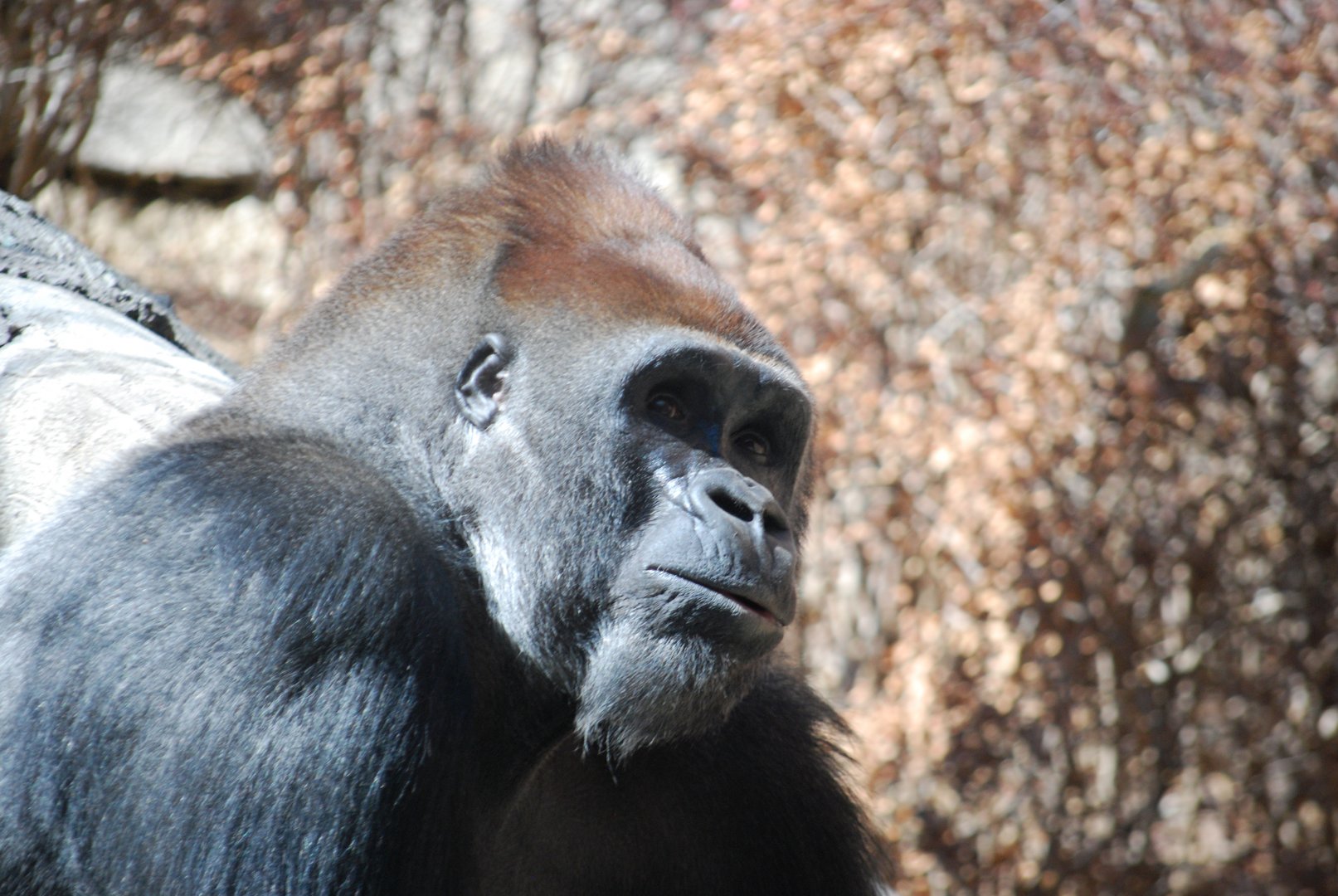 Gorilla