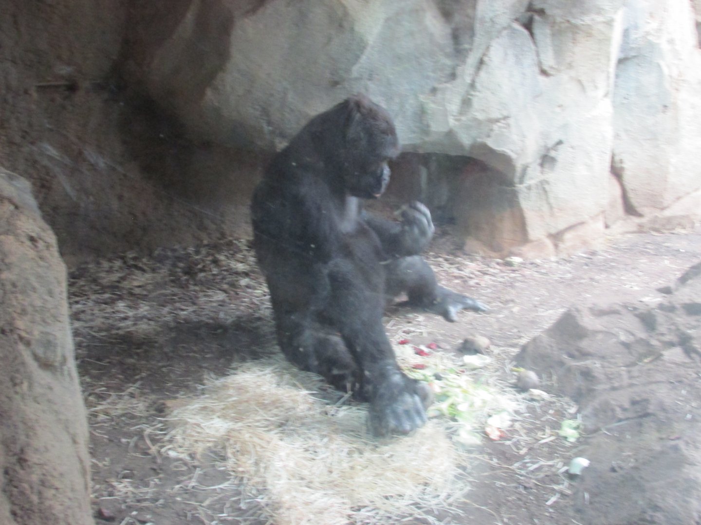 gorilla