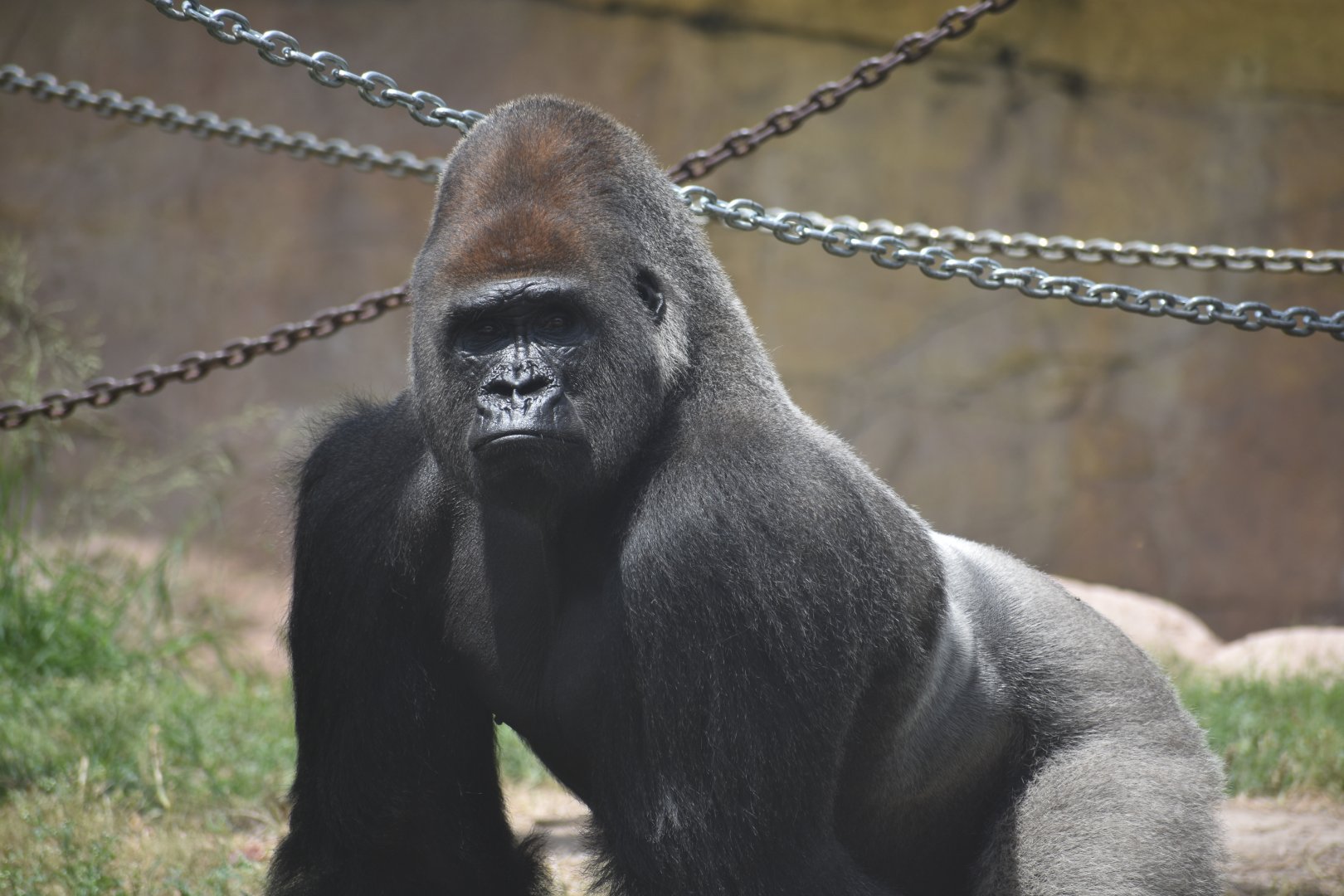 Gorilla