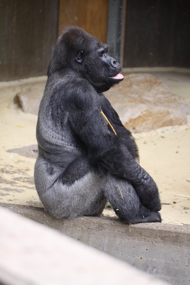 Gorilla