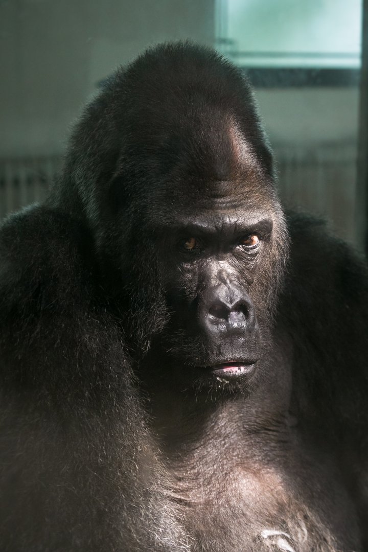 Gorilla