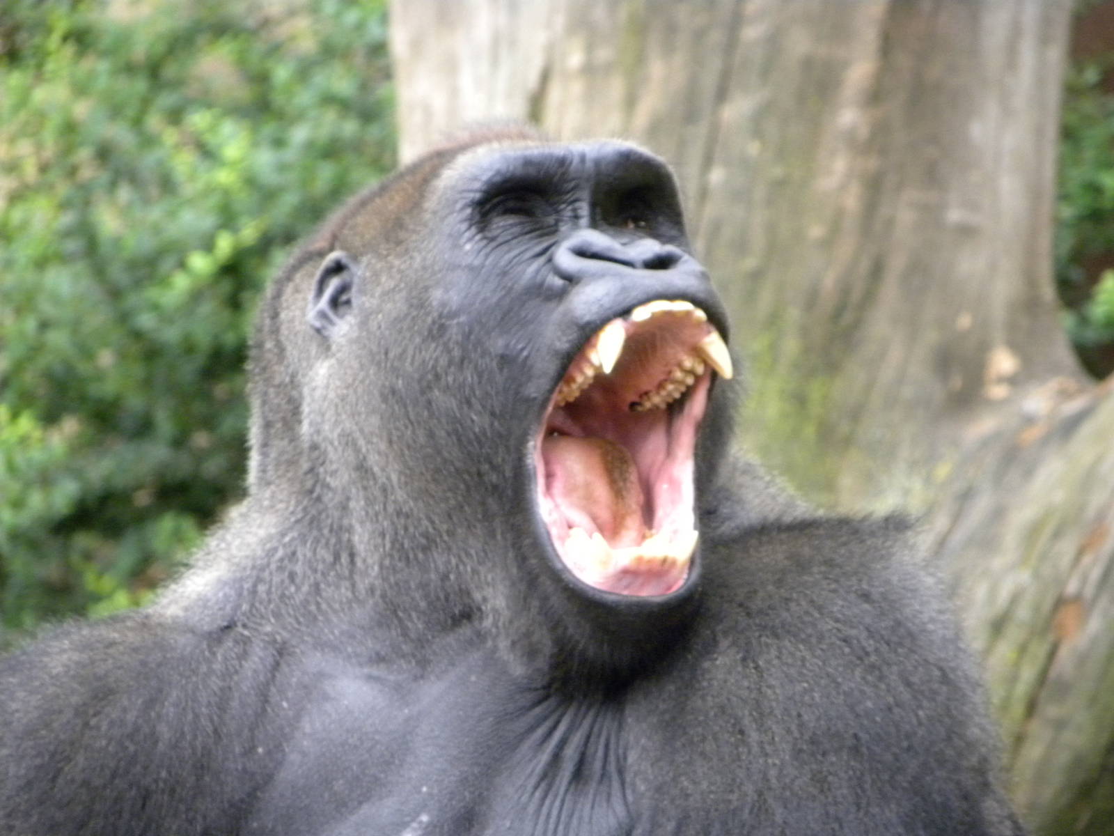 gorilla