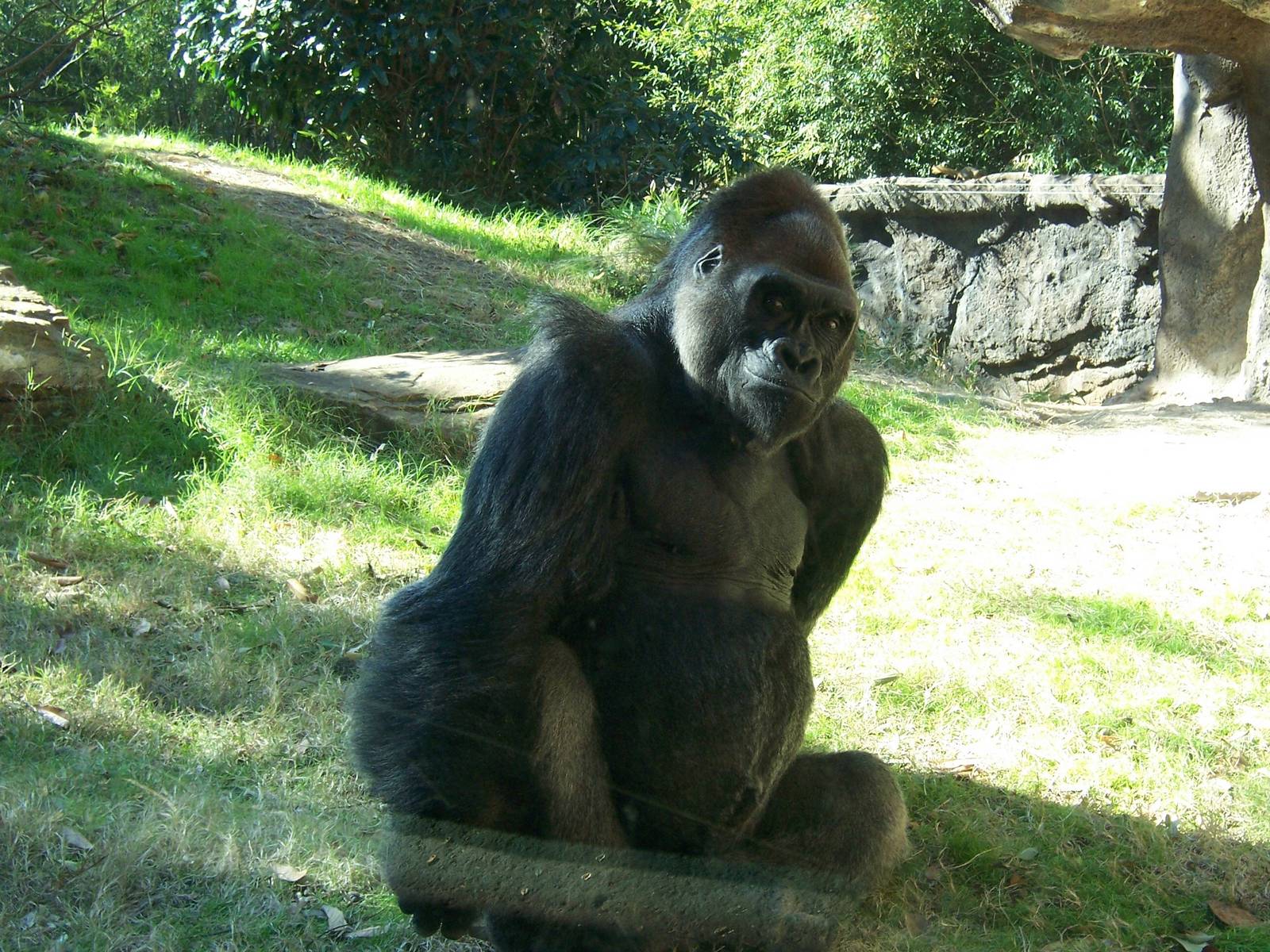 Gorilla