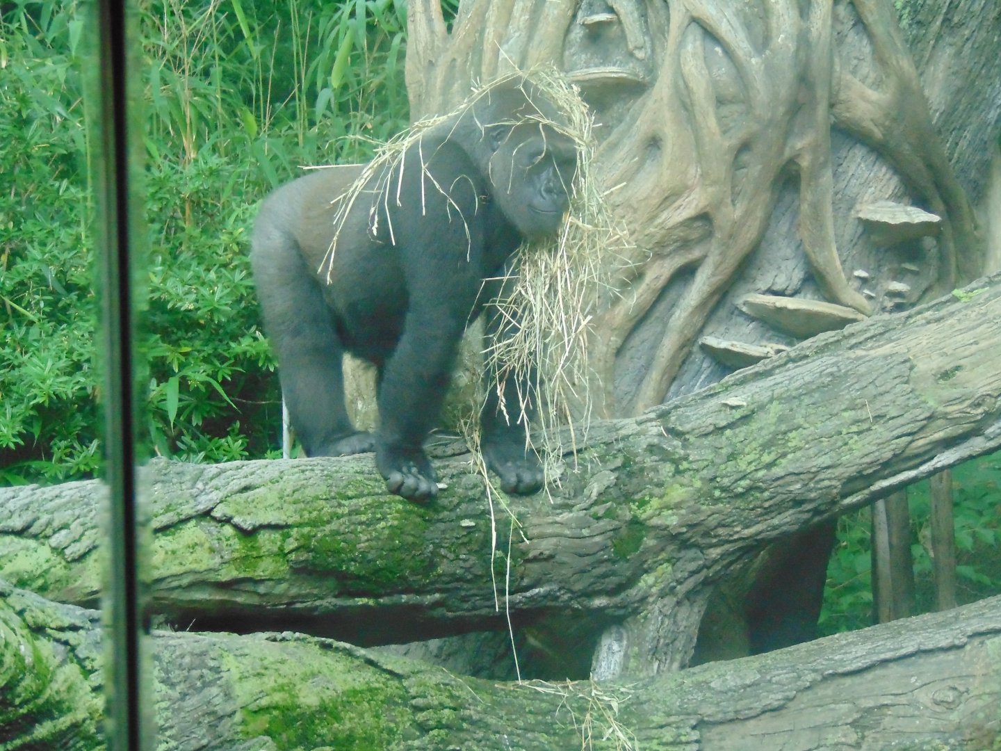 Gorilla