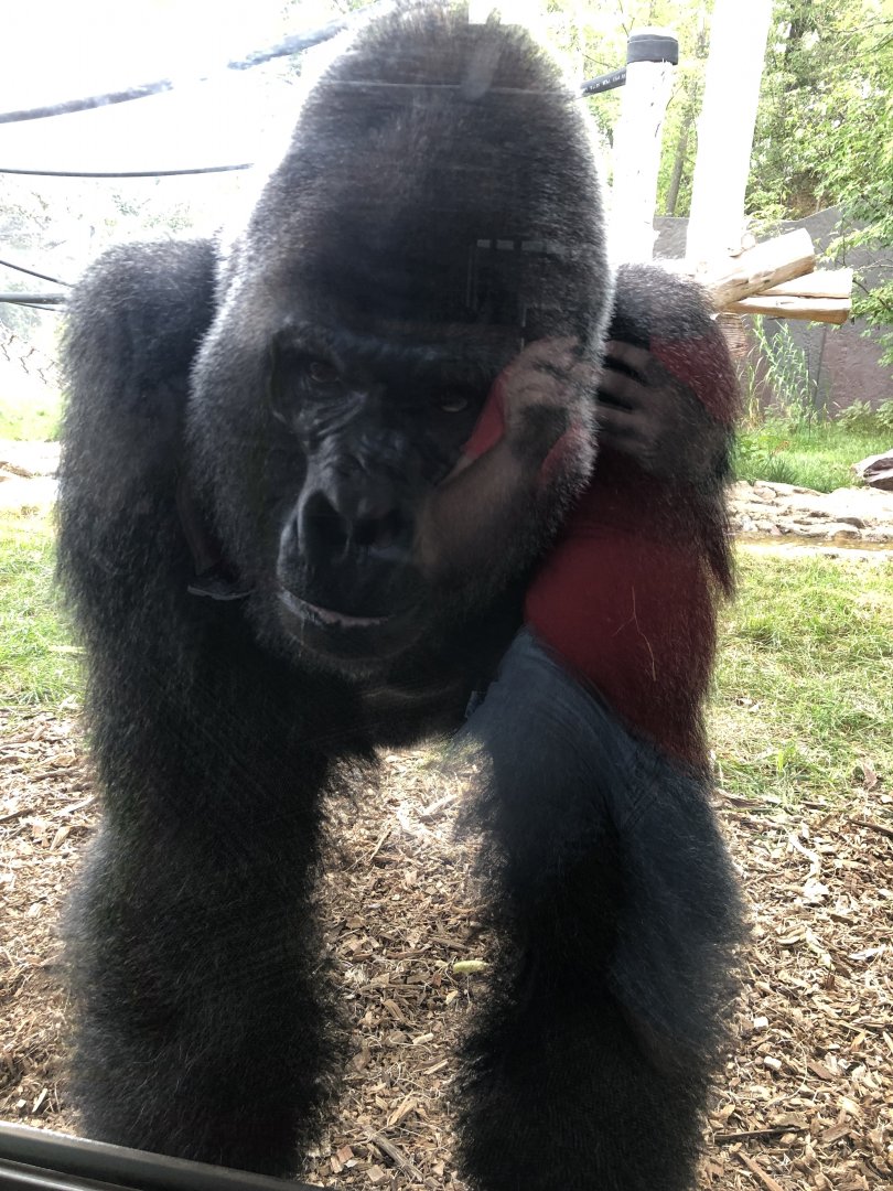 Gorilla