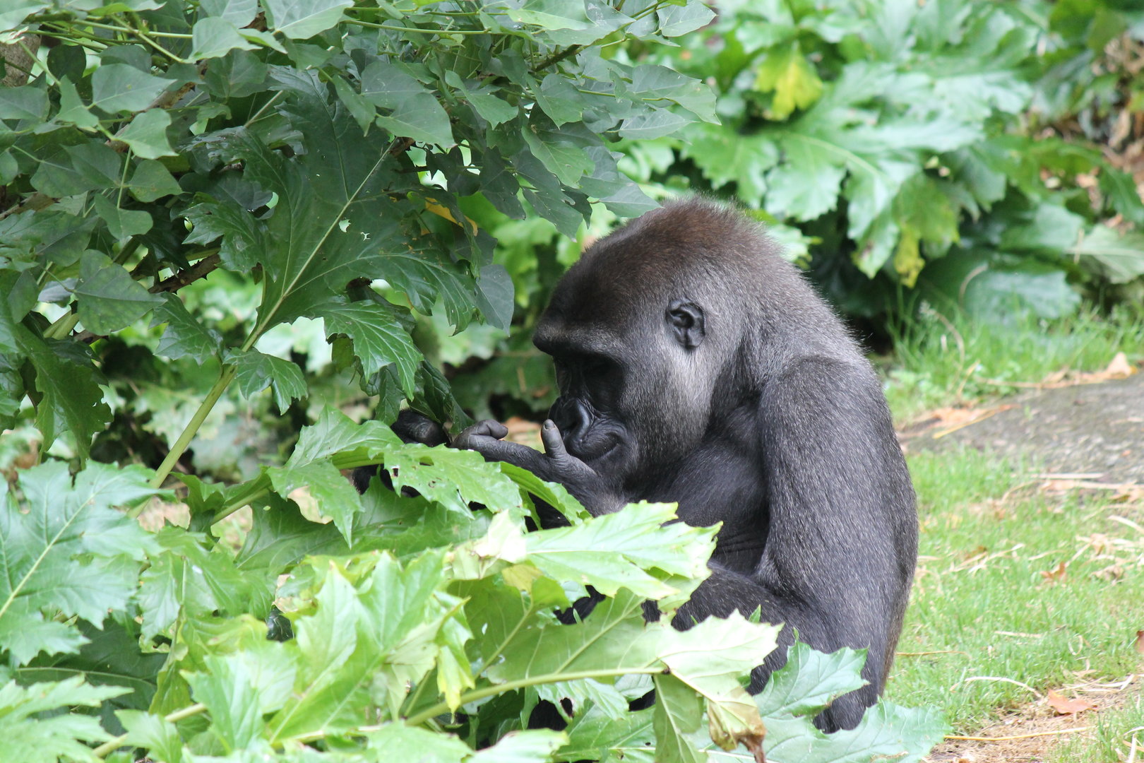 Gorilla