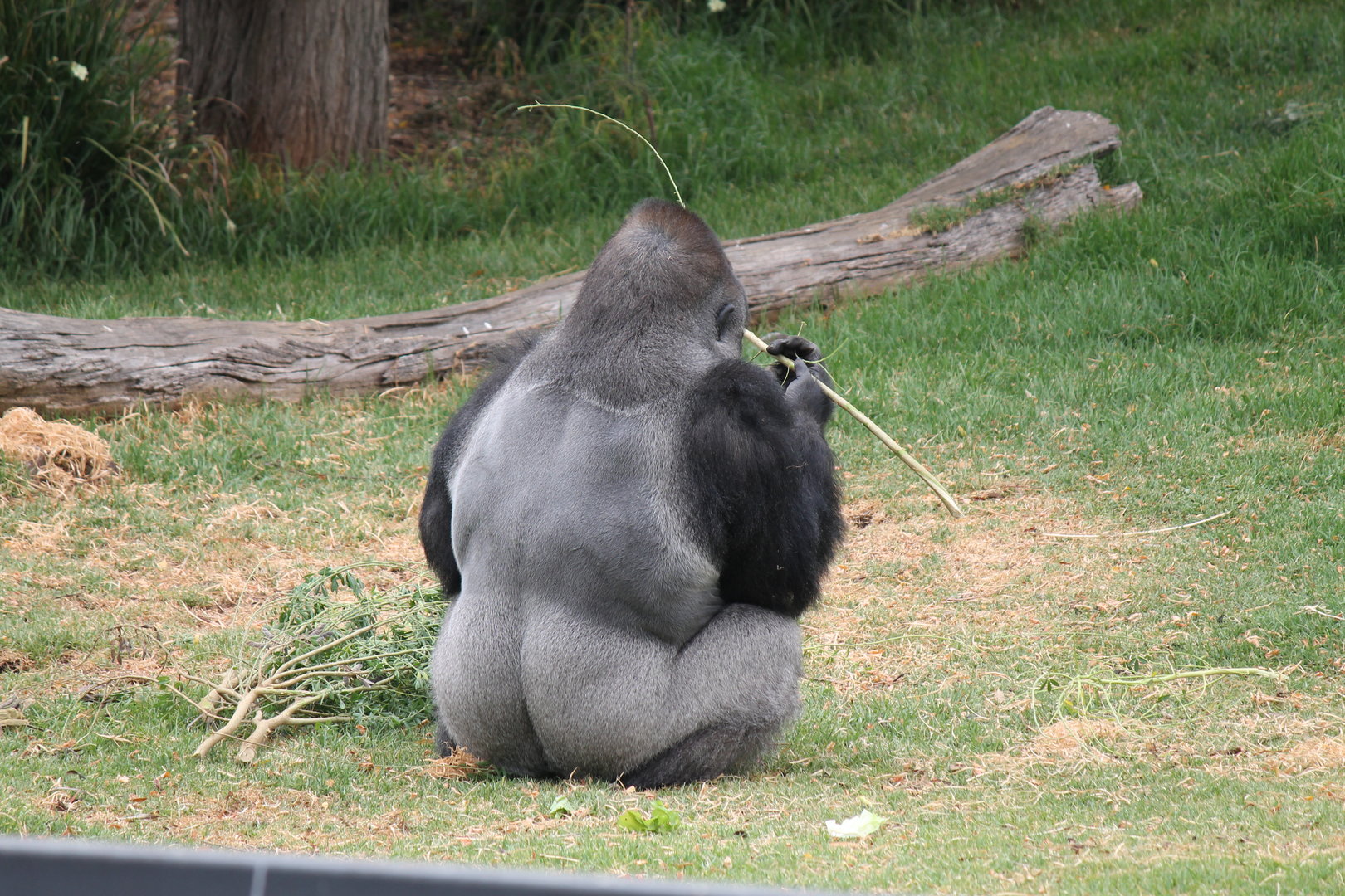 Gorilla