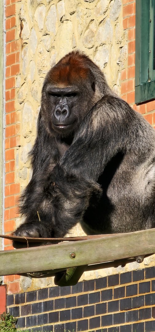 Gorilla