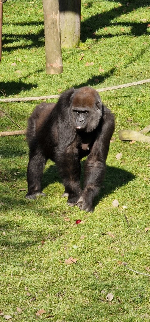 Gorilla