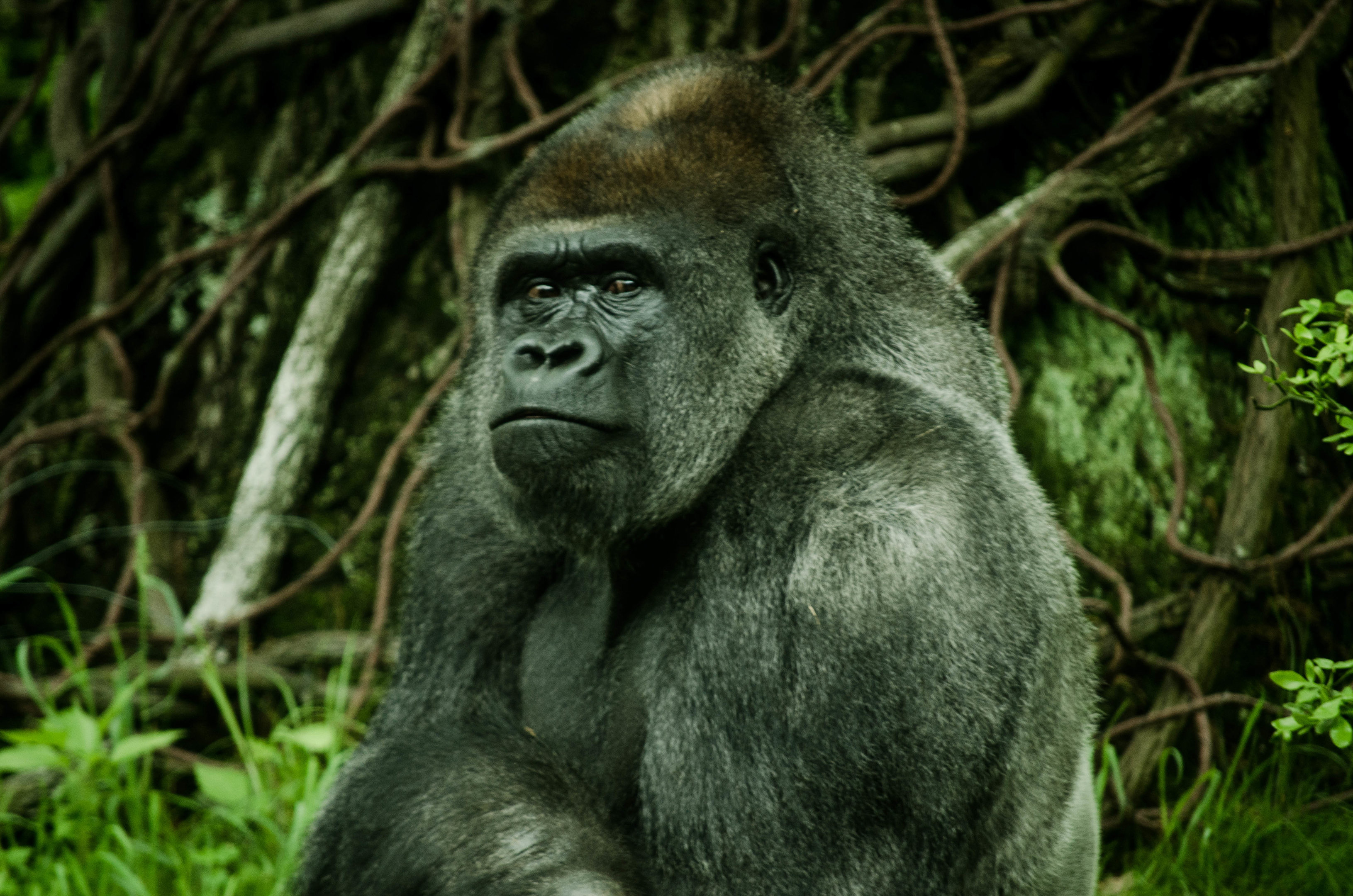 Gorilla
