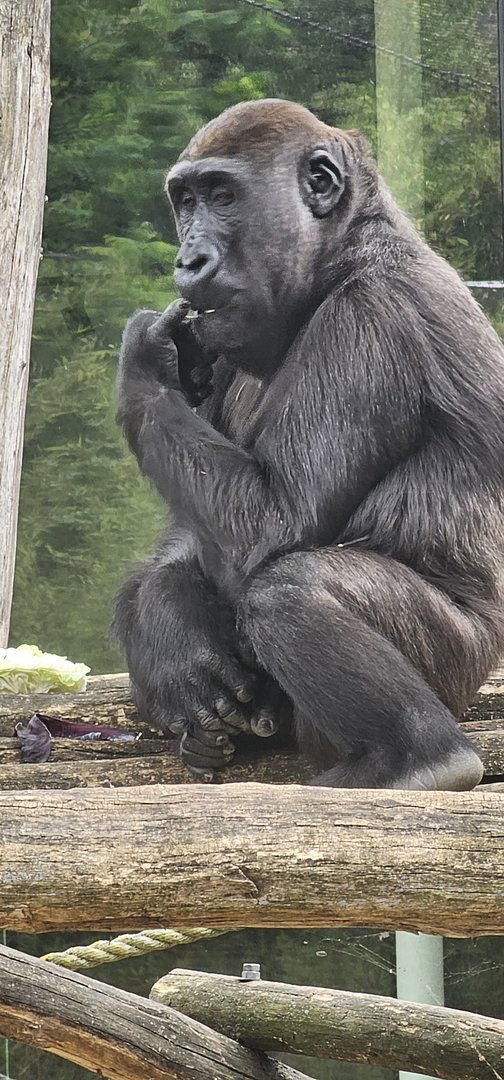 Gorilla