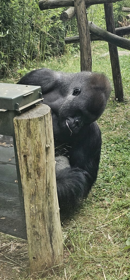 Gorilla