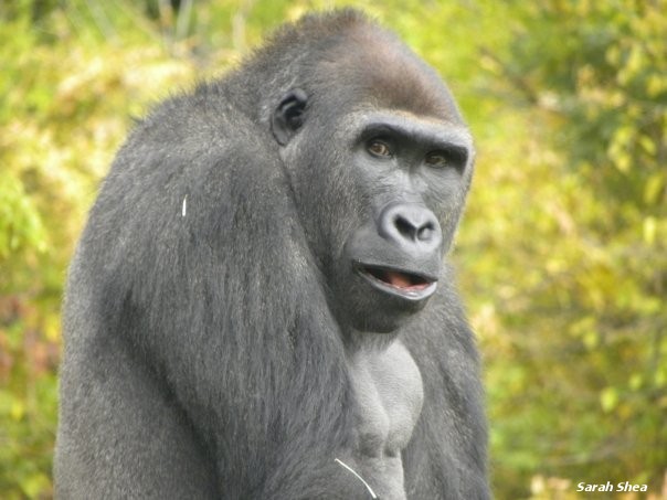 Gorilla