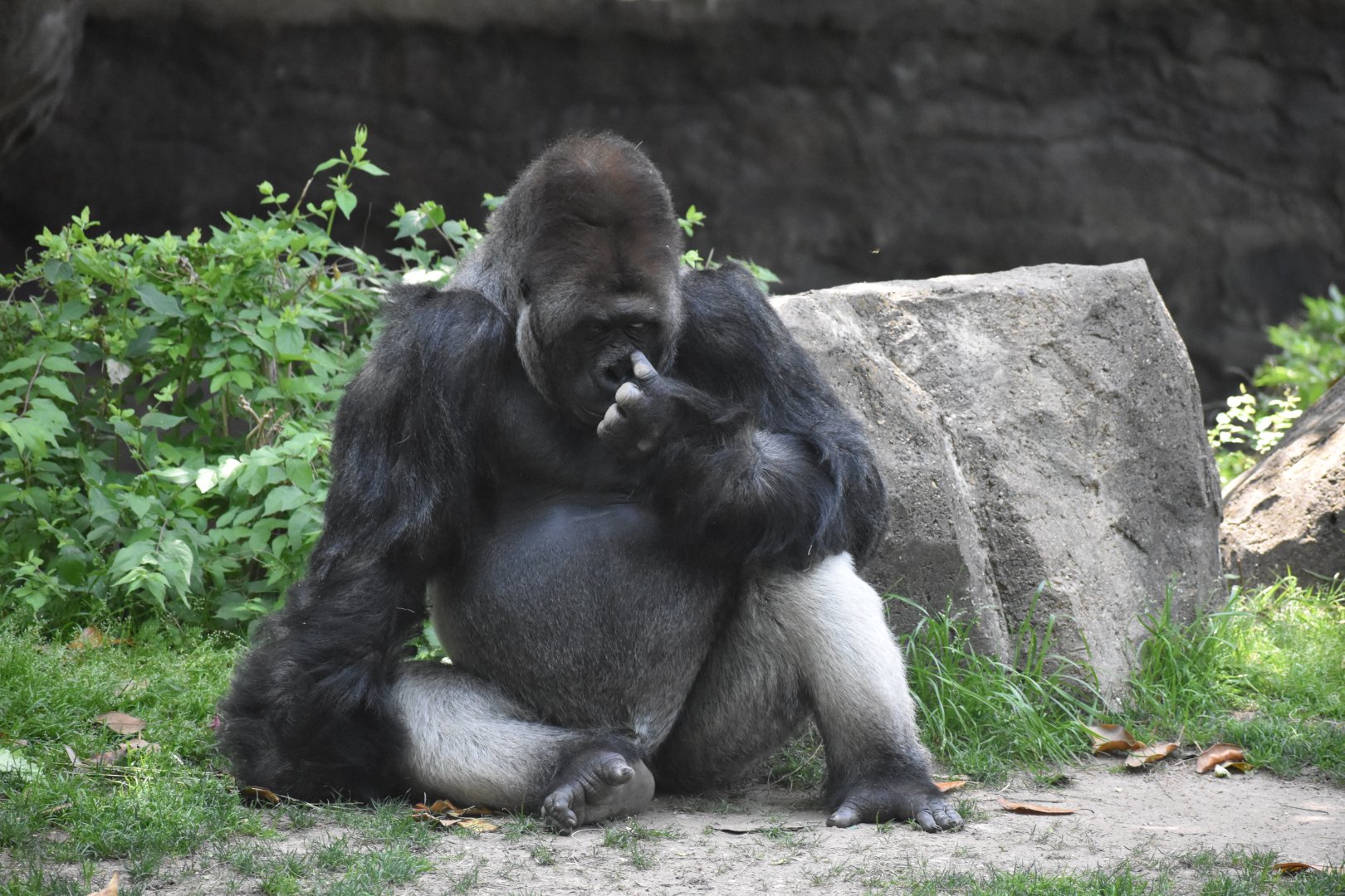 Gorilla