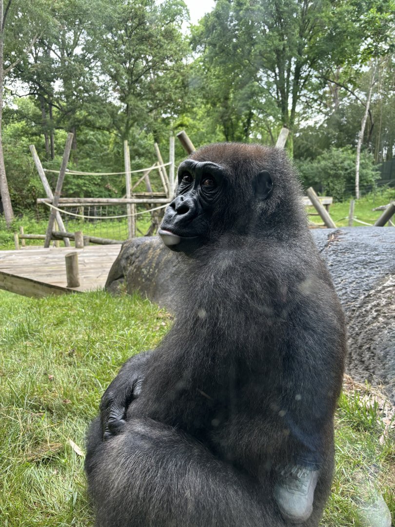 Gorilla