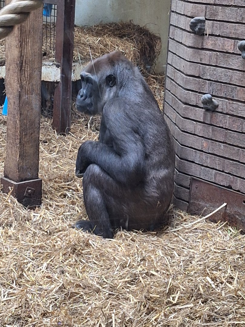 Gorilla