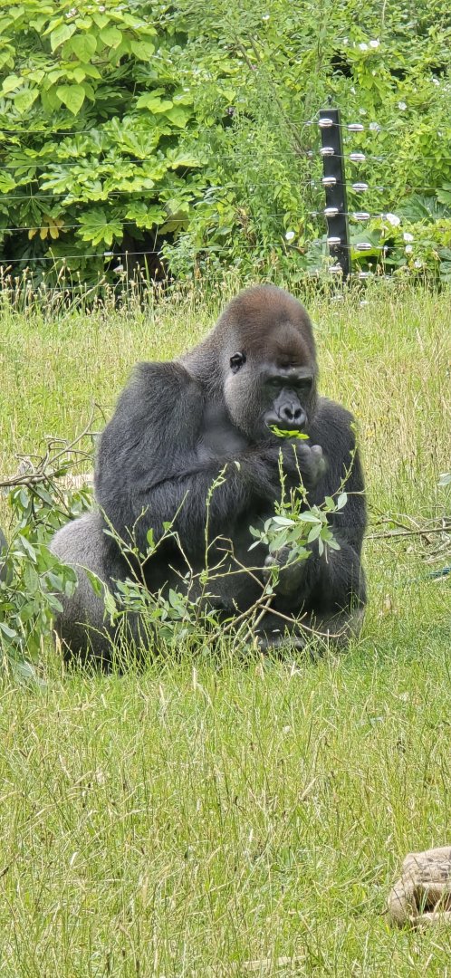 Gorilla