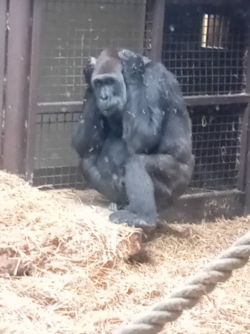 Gorilla