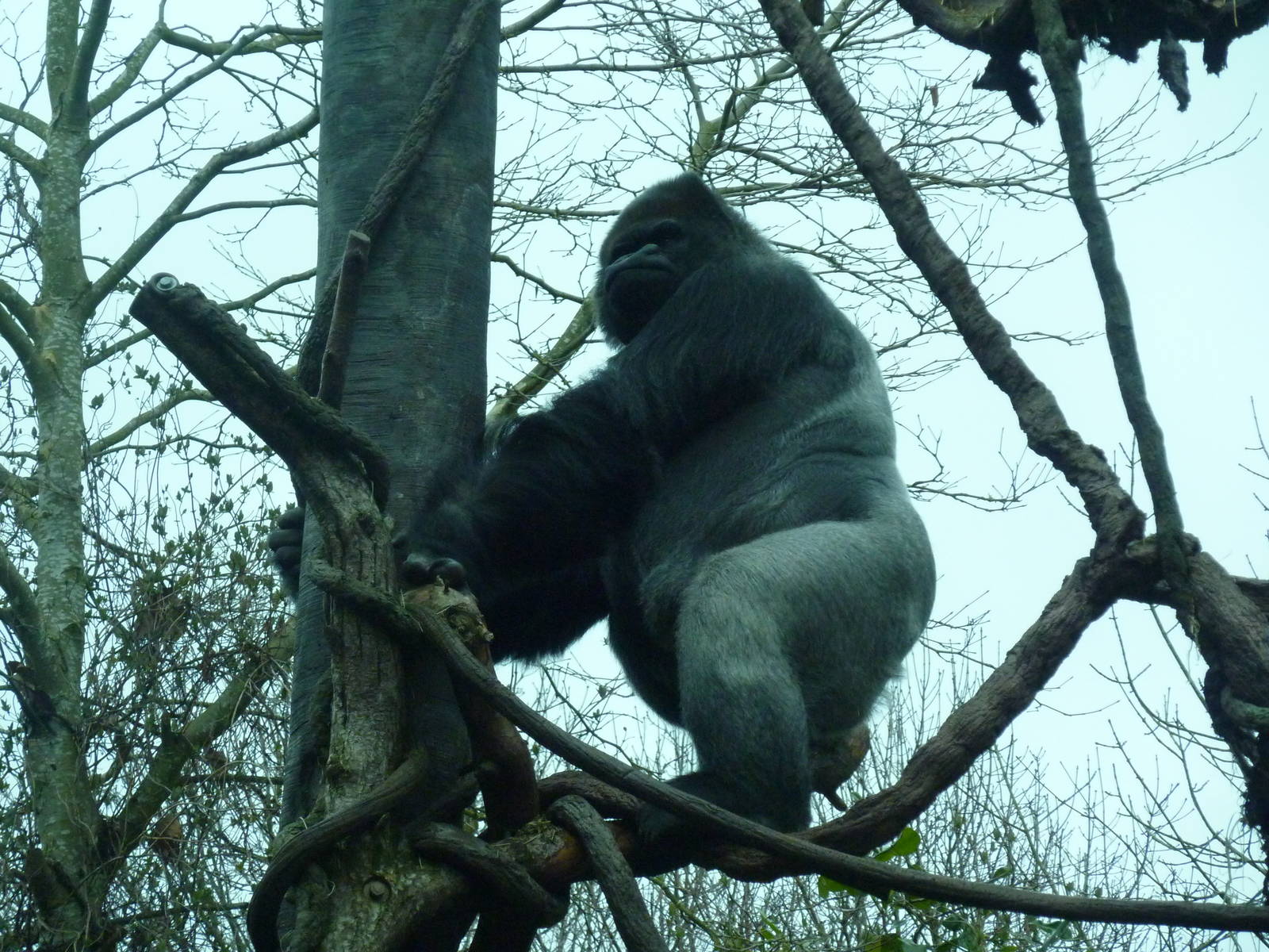Gorilla