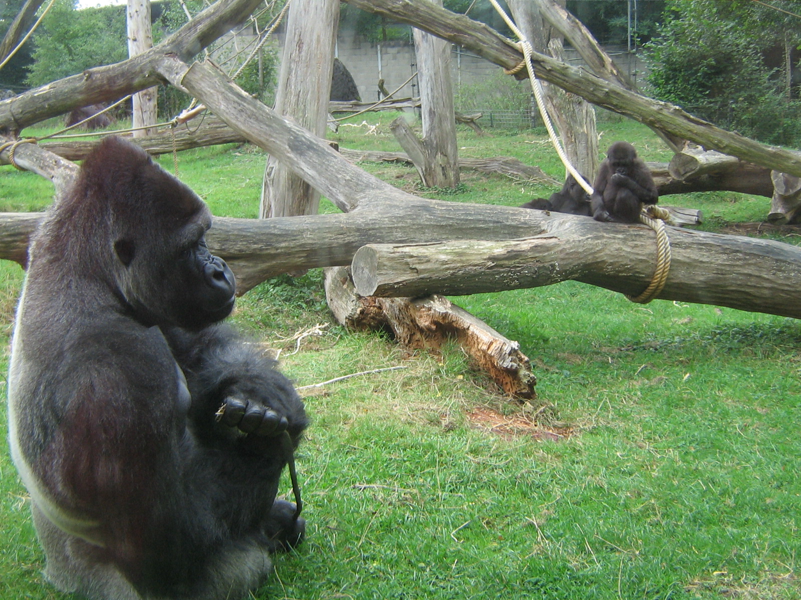 Gorillas 16th September 2009.