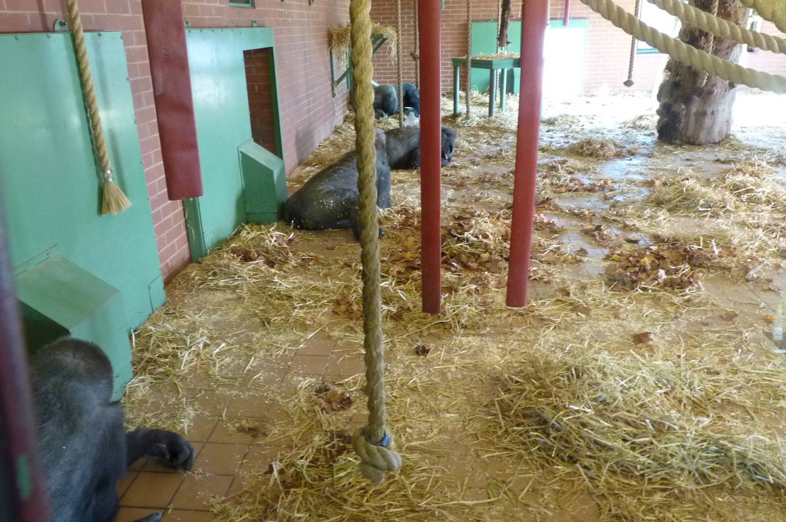 Gorillas, 17 October 2012