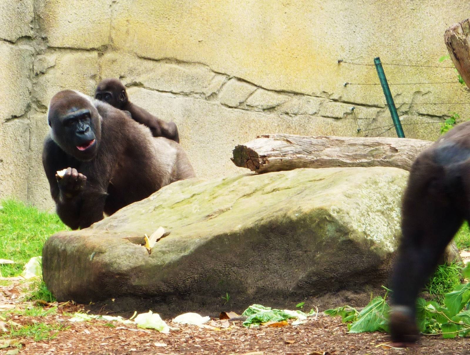 Gorillas 2, Taronga Zoo - 13 Nov 2009