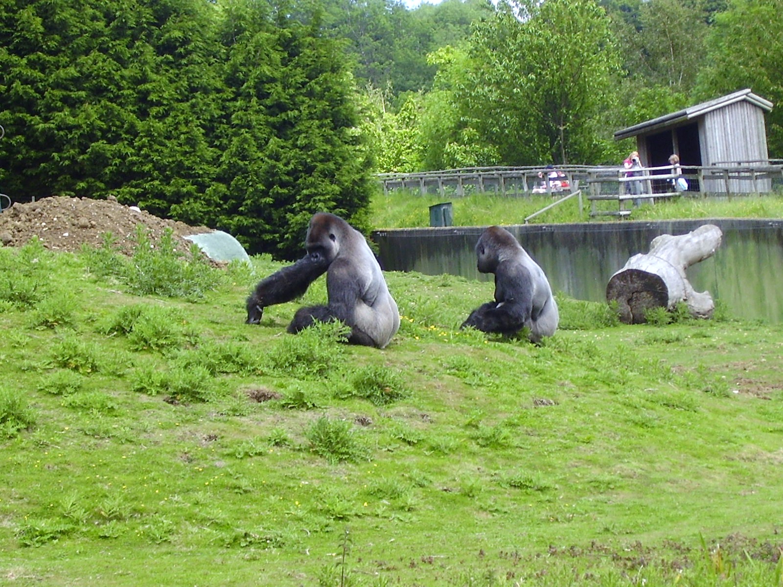 Gorillas - 2009
