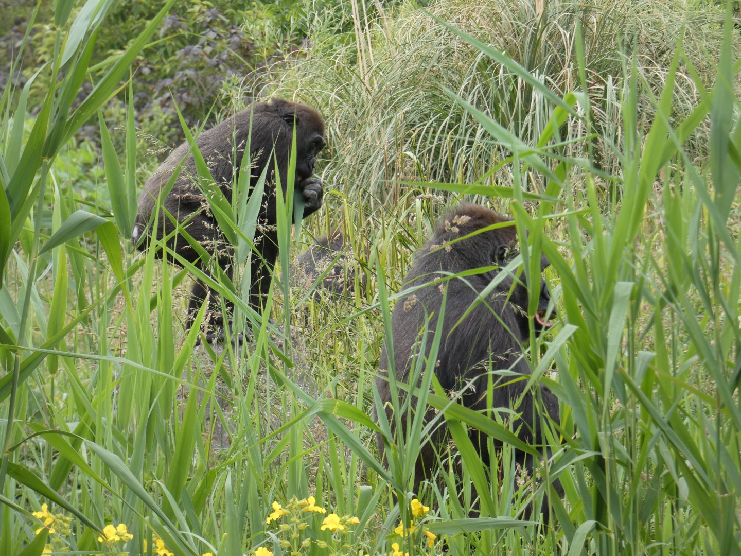 Gorillas amongst the grass