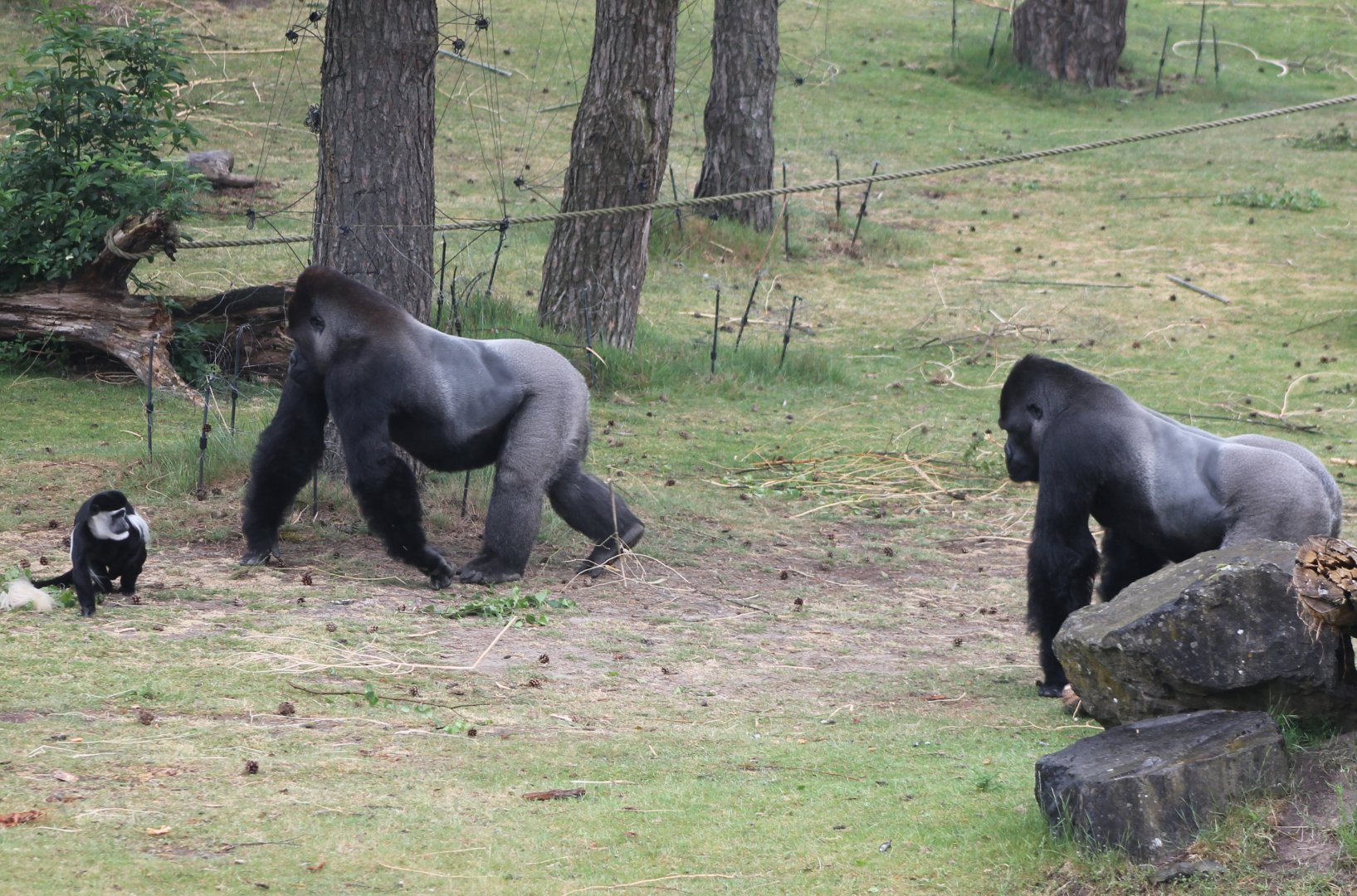 Gorillas and Colobus