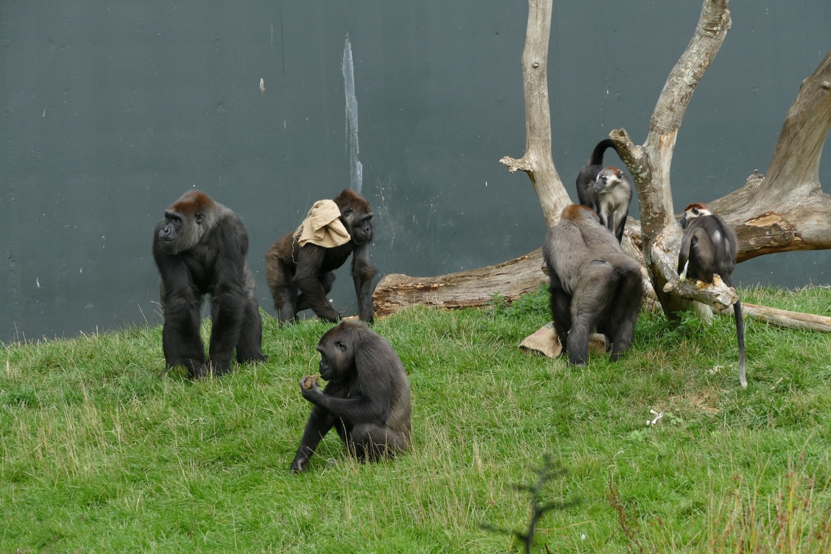 Gorillas and red-capped mangabeys, September 2018