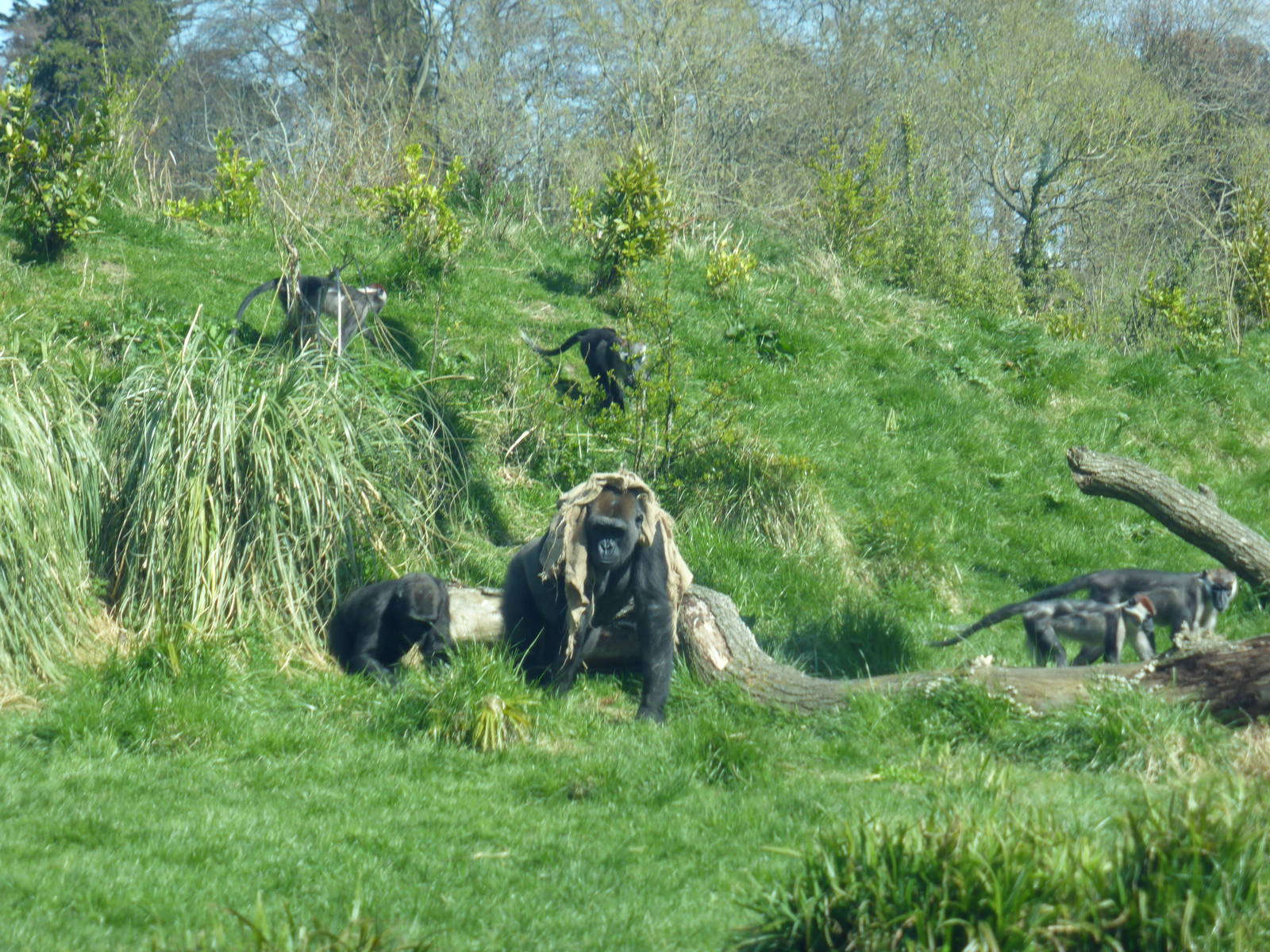 Gorillas and red-crowned mangabeys .