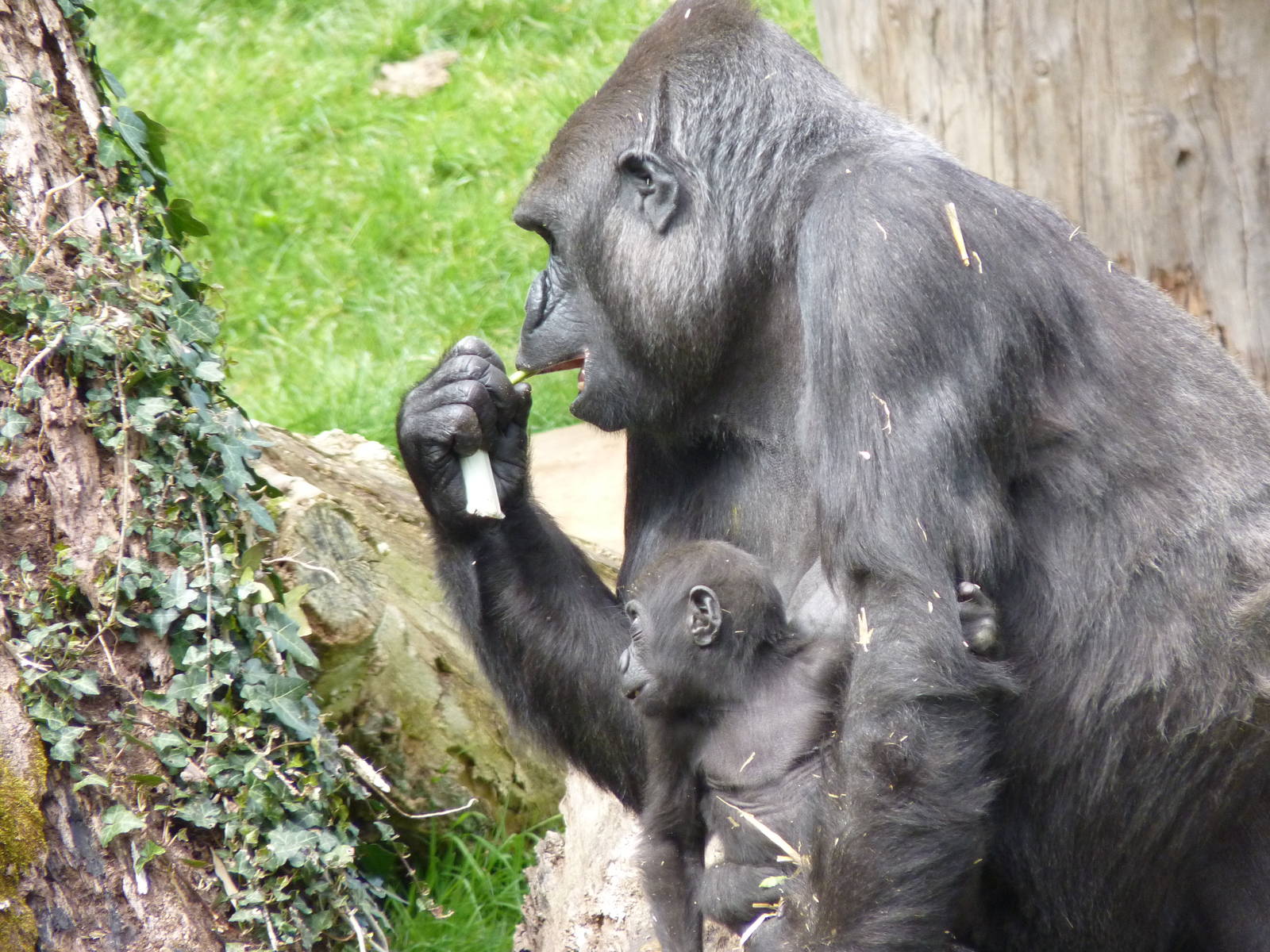 Gorillas, April 2013